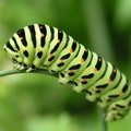 Гусеница бабочки Махаон (Papilio machaon)