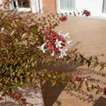 Цветочки - Абелия крупноцветковая (Abelia grandiflora)