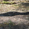 Крокодилы в Баринго