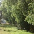 Деревья в Lake Naivasha Sawela Lodge