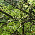 Растения на ветках дерева (Pyrrosia piloselloides)