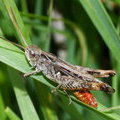 Травянка краснобрюхая (Omocestus haemorrhoidalis)