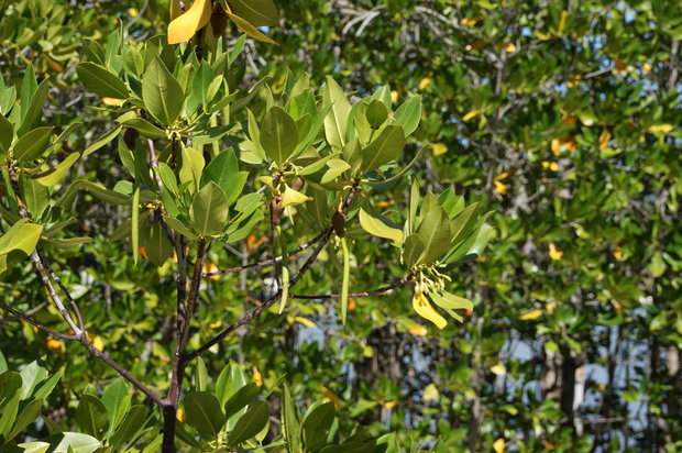 Мангры Rhizophora mucronata с плодами