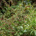 Цветущая ветка Фуксии мелколистной (Fuchsia microphylla)