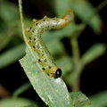 Личинка пилильщика Euura sp. или Pristiphora sp.